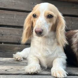 Daisy - Dachshund