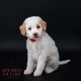 Miss Red - Caramel red female Labradoodle puppy in Travelers Rest, South Carolina from Doodles of Love Labradoodles