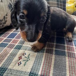 Dachshund Puppies from Doodleville