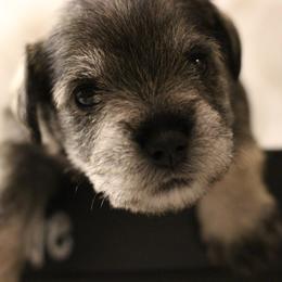 Miniature Schnauzer Puppies from Mt. View's Pretty Little Schnauzers