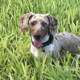 Gus - Dachshund