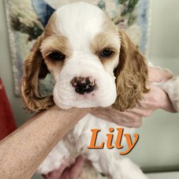 Lily - Red and white female Cocker Spaniel puppy in New Jersey from Pinecliff Cockers