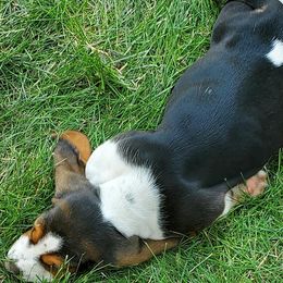 Basset Hounds from Melody's Basset Hounds