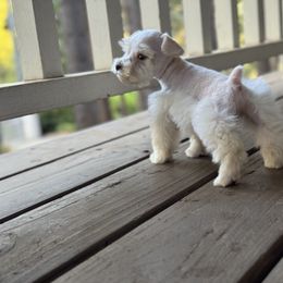 Miniature Schnauzer Puppies from Cali Sun-kissed Schnauzers