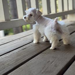 Miniature Schnauzer Puppies from Cali Sun-kissed Schnauzers