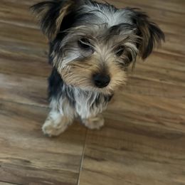 Yorkshire Terrier Puppies from Rumbaugh’s Yorkies