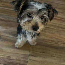 Yorkshire Terrier Puppies from Rumbaugh’s Yorkies