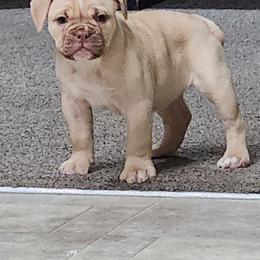 Girl 3 - Fawn and white female Bulldog puppy in Washington from Sun City Campeiro Bulldogs
