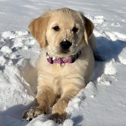 Golden Retrievers from Turissini Family Goldens
