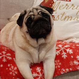 Sophie - Pug