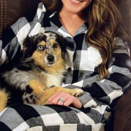 Toy Australian Shepherd Puppies from HighEnd Aussies