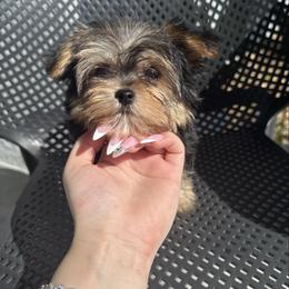 Beauty - Black and tan female Yorkshire Terrier puppy in Cape Coral, Florida from Katherine’s Yorkies and Poodles