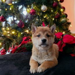 Tess - Sesame female Shiba Inu puppy in Illinois from Precious-Puppies