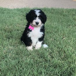 Bernedoodle Puppies from Gaston’s Posh Poodles and Doodles