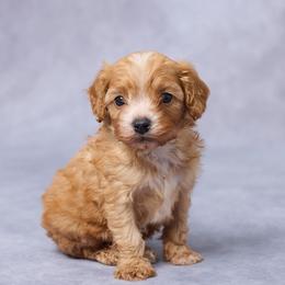 Dane - Red male Cavapoo puppy in Apple Creek, Ohio from Grandeur Valley Puppies
