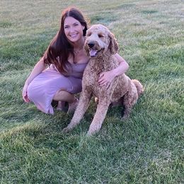 Goldendoodle All Grown Up from Midwest Companions