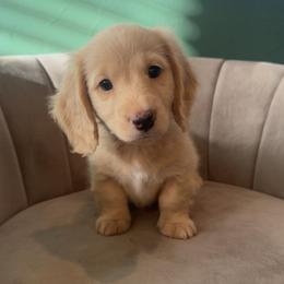 Austin - Cream male Dachshund puppy in Perkins, Oklahoma from 4B Dachshunds