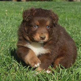 Australian Shepherd Puppies from Maggie Withers' Australian Shepherds