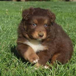 Australian Shepherd Puppies from Maggie Withers' Australian Shepherds
