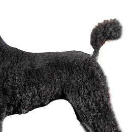 Quinn - Poodle