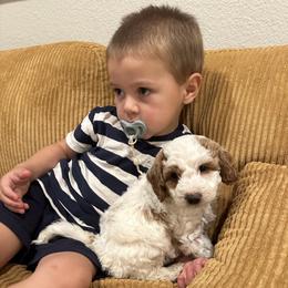 Labradoodle Puppies from California Double Doodles