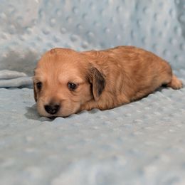 Pink Girl - Cream female Dachshund puppy in Cypress, California from Ferrario Dachshunds