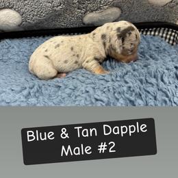 Manicotti - Dapple male Dachshund puppy in Scottdale, Pennsylvania from Our Sweet Dachshund Farm