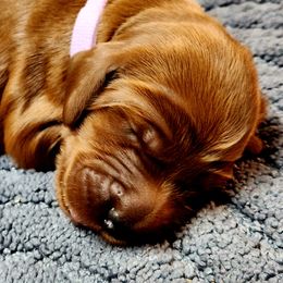 Irish Setter and Labrador Retriever Puppies from Down setters and labs
