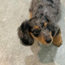 Wilma Flintstone - Dapple female Dachshund puppy in Commerce, Texas from Devoted Doxies Cream Dachshund