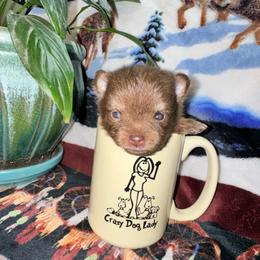 Coco - Chocolate female Pomeranian puppy in Knoxville, Tennessee from Thea's Puppies