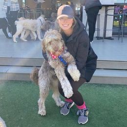 Aussiedoodle All Grown Up from Aspen Mountain Doodles LLC