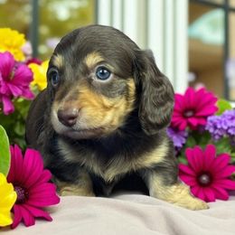 Smorseky - Chocolate and tan male Dachshund puppy in Mountainburg, Arkansas from Charisma Dachshunds