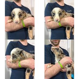 Male 4 - Brindle merle male Border Collie puppy in Asheboro, North Carolina from Coble Kennels