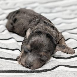Venus - Merle female Cavapoo puppy in Salem, New Jersey from Dreamy Night Doodles