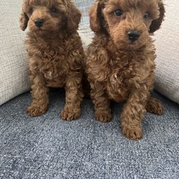 Poodle Puppies from Anna Jack