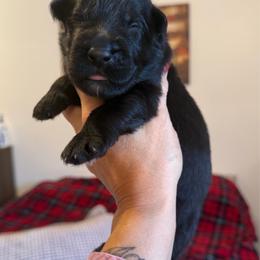 Girl - Black female German Shepherd puppy in Twin Lake, Michigan from Drago Team ~ Michigan
