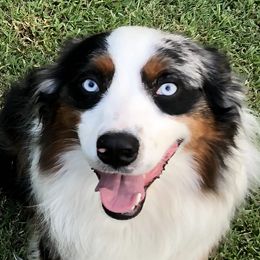 Australian Shepherds and Miniature Australian Shepherds from Ice Blue Aussies