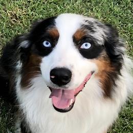 Australian Shepherds and Miniature Australian Shepherds from Ice Blue Aussies