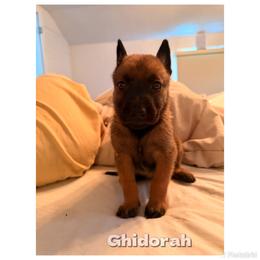 Belgian Malinois Puppies from Iron Ram Working Dogs