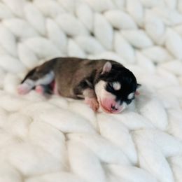 Leo Junior - Black and white male Pomsky puppy in Greencastle, Indiana from JDpomskies