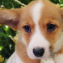 Cardigan Welsh Corgis from Saddleback Bassets and Corgi's