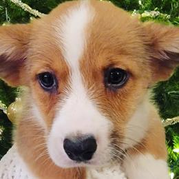 Cardigan Welsh Corgis from Saddleback Bassets and Corgi's