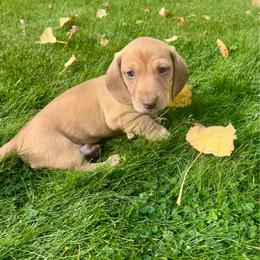 Gamma - Red male Dachshund puppy in Shelley, Idaho from Journey’s End Dachshunds