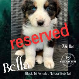 Bella - Black tri-color female Australian Shepherd puppy in Albany, Georgia from Muckalee Lane Aussies
