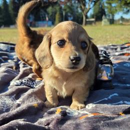 Buttercup - Cream female Dachshund puppy in Yacolt, Washington from Cassiopeia Doxies