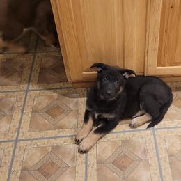 German Shepherd Puppies from Levesques German Shepherds