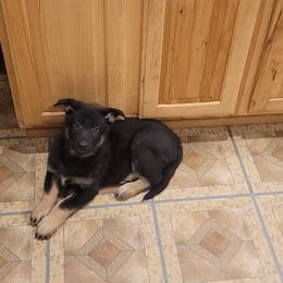 German Shepherd Puppies from Levesques German Shepherds