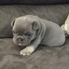 French Bulldog Puppies from Tamra Newswanger