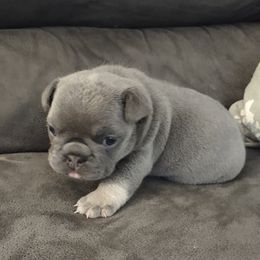 French Bulldog Puppies from Tamra Newswanger