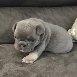 French Bulldog Puppies from Tamra Newswanger